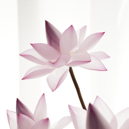 Backlit lotus