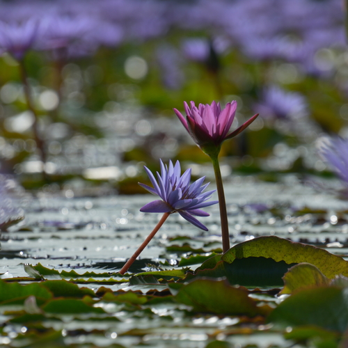 Two water lilies