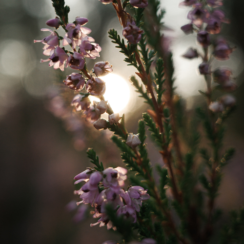 Photo #13894455
