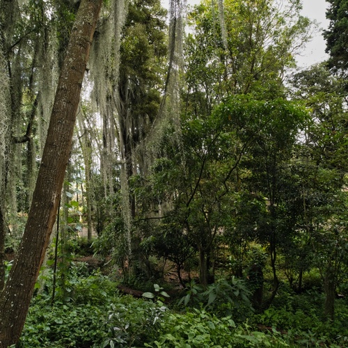 Whispers of the Andean Cloud Forest