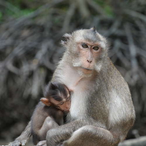 Monkey Mommy