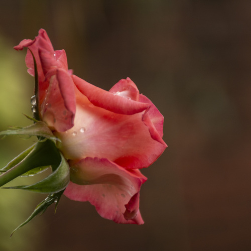 Droplets of Light