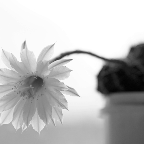 Photo #13894819
