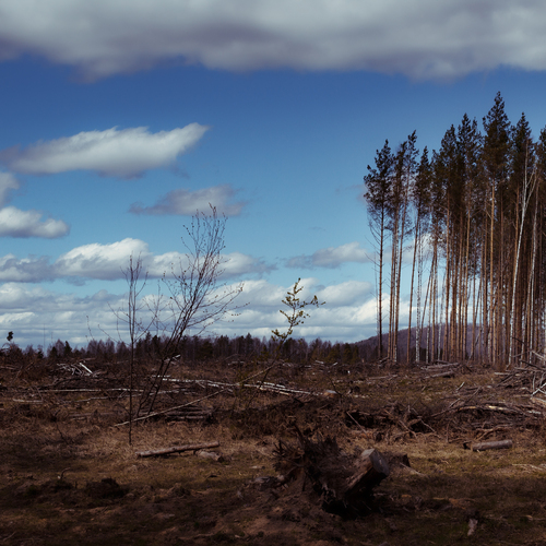 Photo #13894939