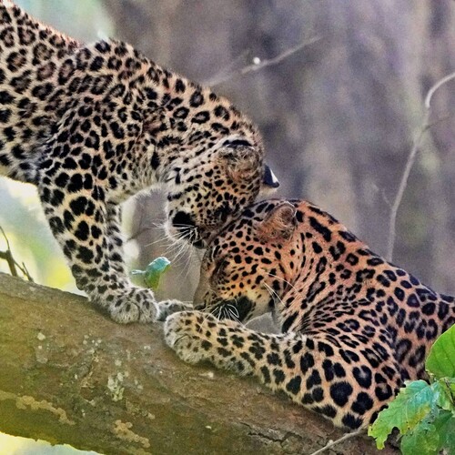Photo #13894955