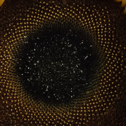 Photo #13895195
