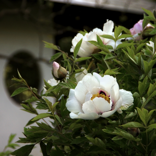 Photo #13895635