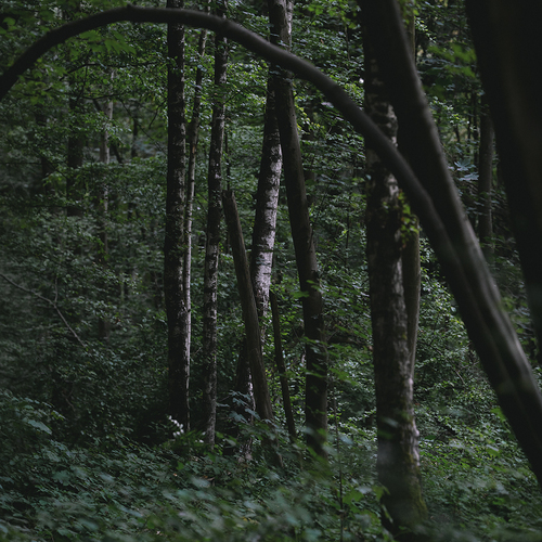 Photo #13895659