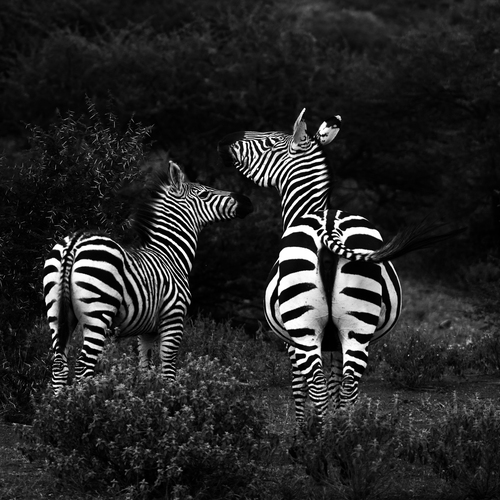 Photo #13895689