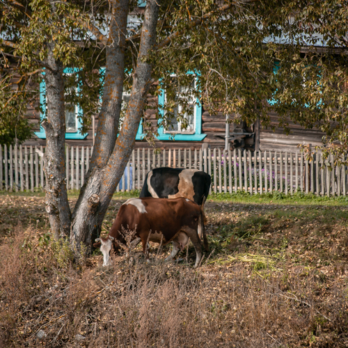 Photo #13896012