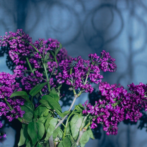 Photo #13896052
