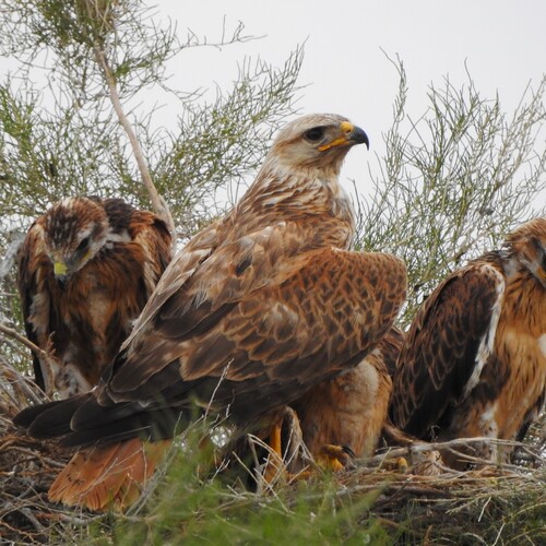Семья степных хищников,Guardians of the Steppe