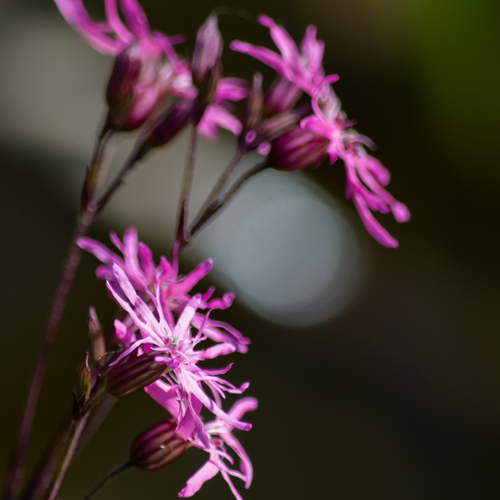 Photo #13896304
