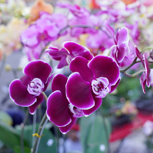 Vibrant Purple Phalaenopsis Orchid in Bloom