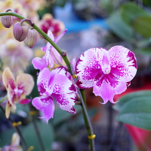 Pink and White Spotted Phalaenopsis Orchid with Flower Buds