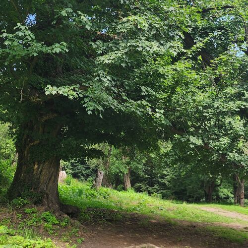 Photo #13896683