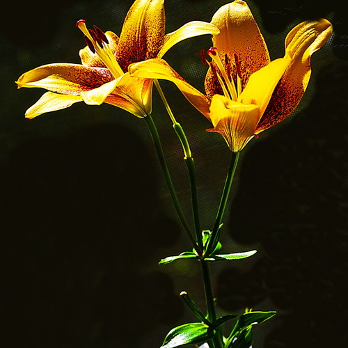 Photo #13896835