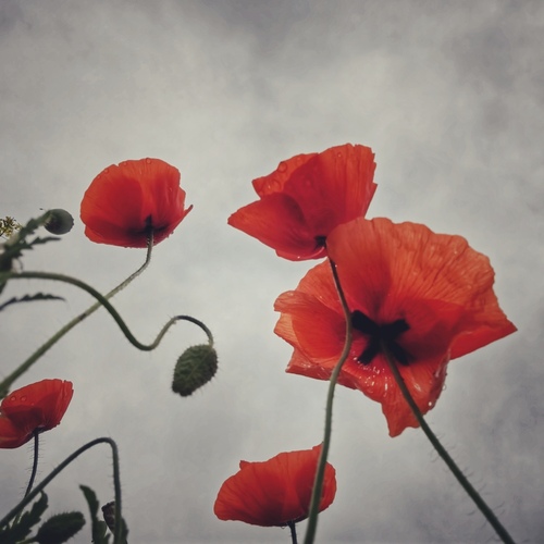 Photo #13896937