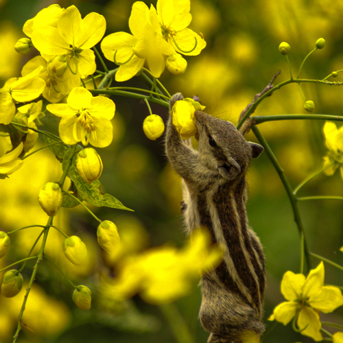 Nature’s Golden Shower