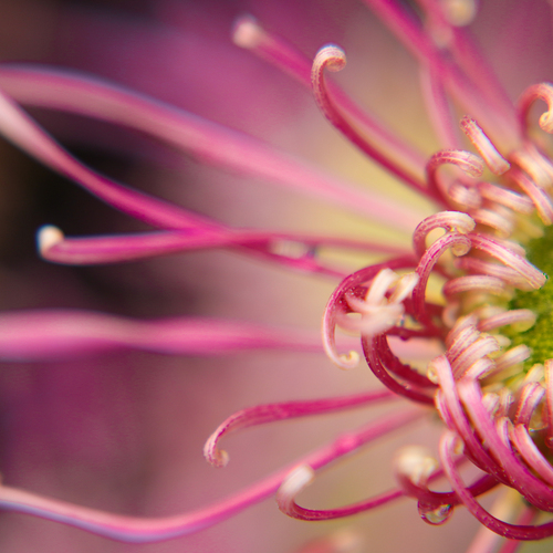 Nature’s Delicate Sculpture