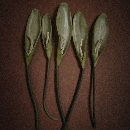 Photo #13897645