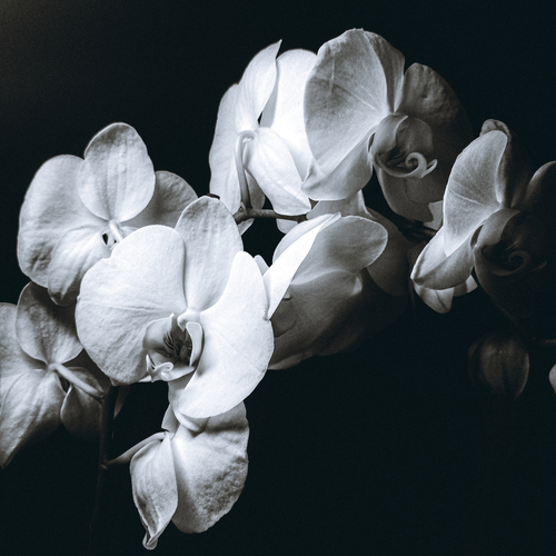 Photo #13897685