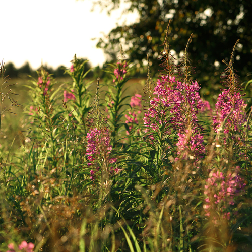 Photo #13897732