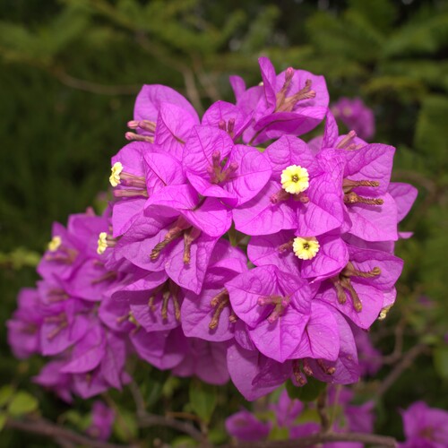 Крупное и пышное соцветие бугенвиллии (Bougainvillea), также известной как «бумажный цветок»