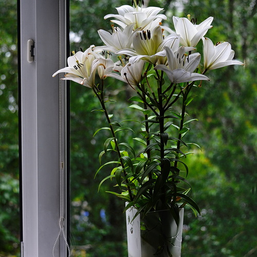 Photo #13898156
