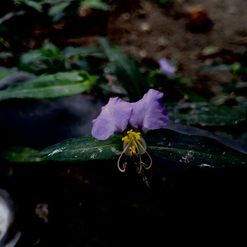 Purple Whispers | Delicate Bloom