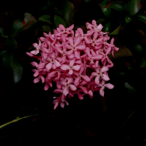 Pink_cluster