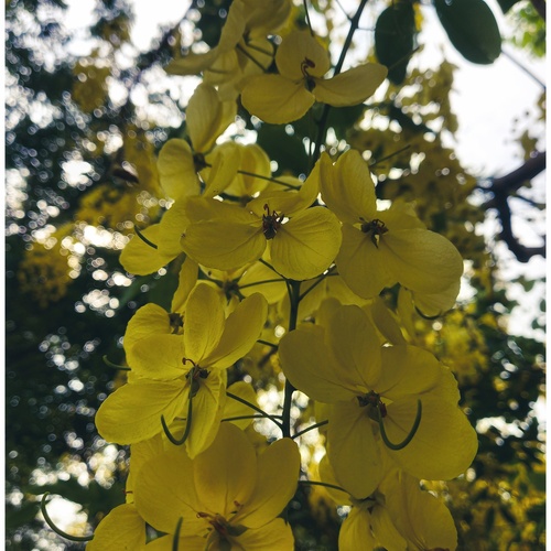 Golden Cascades