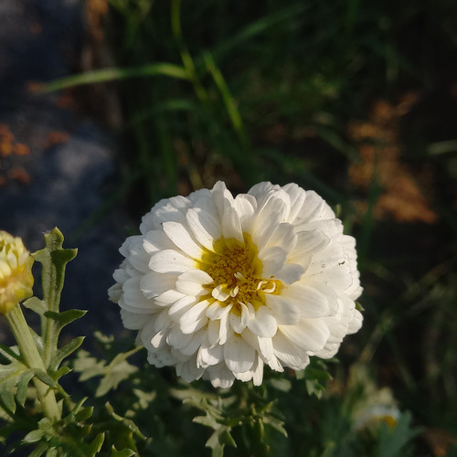 Purity in Bloom