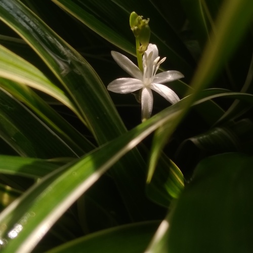 Star of the Shade