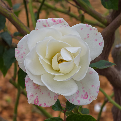 White Rose with Pink Hues