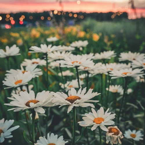 Photo #13898617