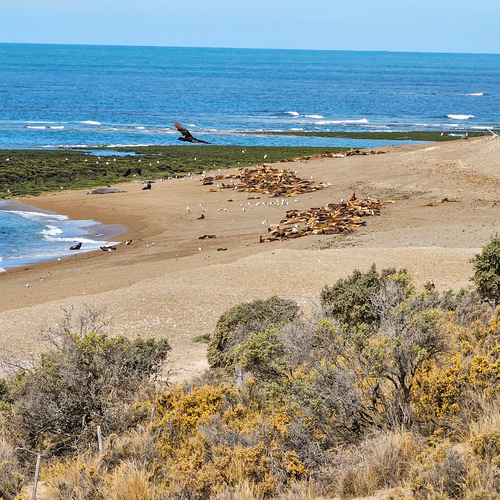 Sea Lion Colony at Punta Norte