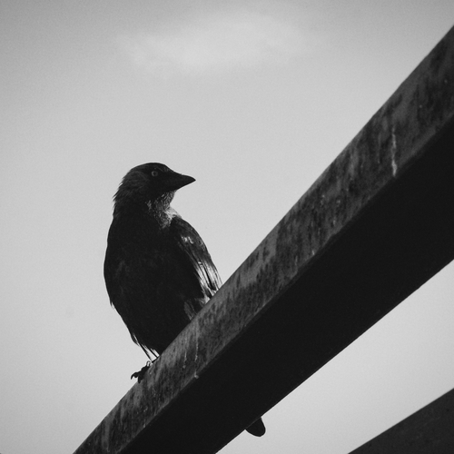 Photo #13898871