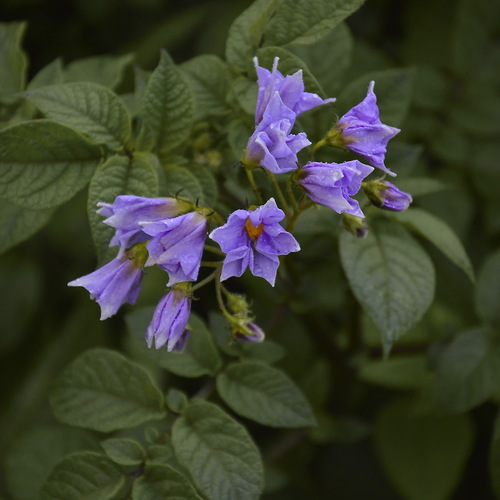 Potatoes flowers