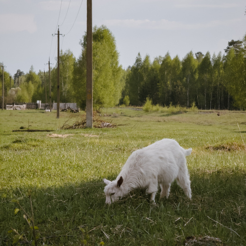 Photo #13899127
