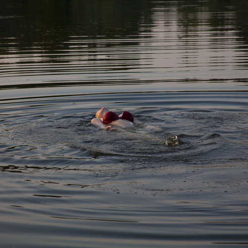 Photo #13899392