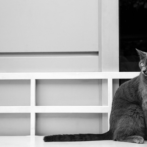 Photo #13899592