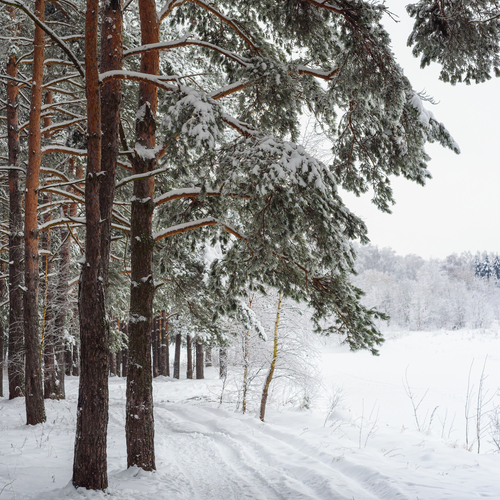 Photo #13899681