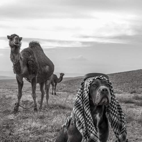 Leader of the Pack