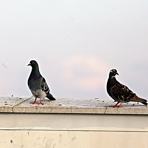 Photo #13900078