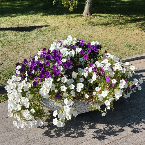 Photo #13900194