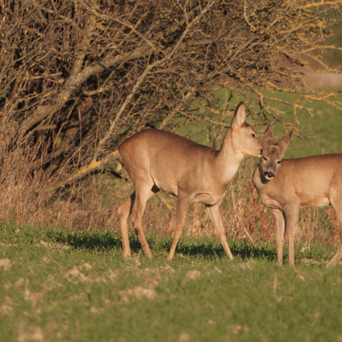 Photo #13900198