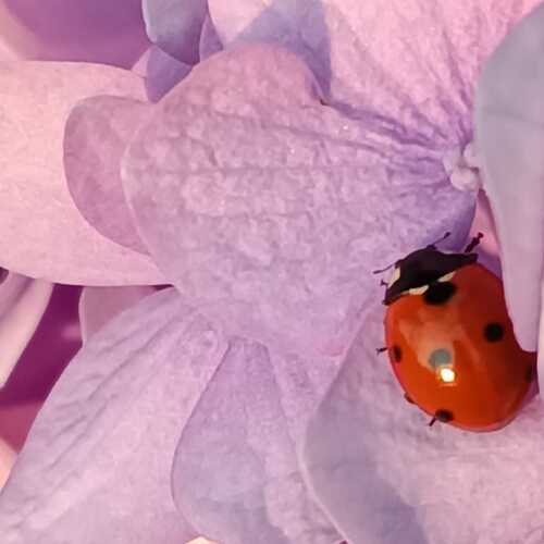 Photo #13900223