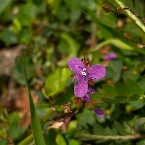 Hidden Beauty in Nature