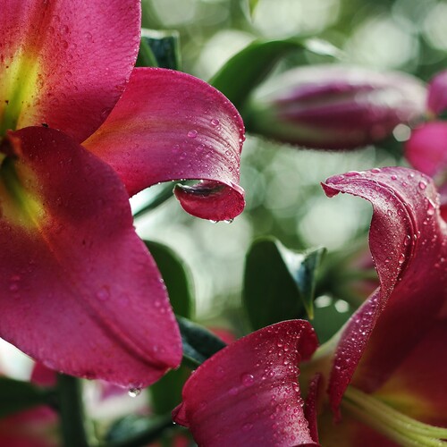 Photo #13900317
